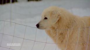 Wachhunde schützen das Vieh ihrer Farmer Wachhunde schützen das Vieh ihrer Farmer