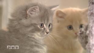 Katzenbabys - das passiert in den ersten Wochen Katzenbabys - das passiert in den ersten Wochen