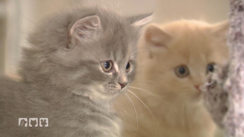 Katzenbabys - das passiert in den ersten Wochen Katzenbabys - das passiert in den ersten Wochen