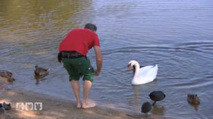 Michael und Alex eilen einem verletzen Schwan zu Hilfe! Michael und Alex eilen einem verletzen Schwan zu Hilfe!