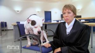 Bongo ist ein ganz besonderer Hund Bongo ist ein ganz besonderer Hund