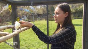 Wie können Vögel artgerecht gehalten werden? Wie können Vögel artgerecht gehalten werden?