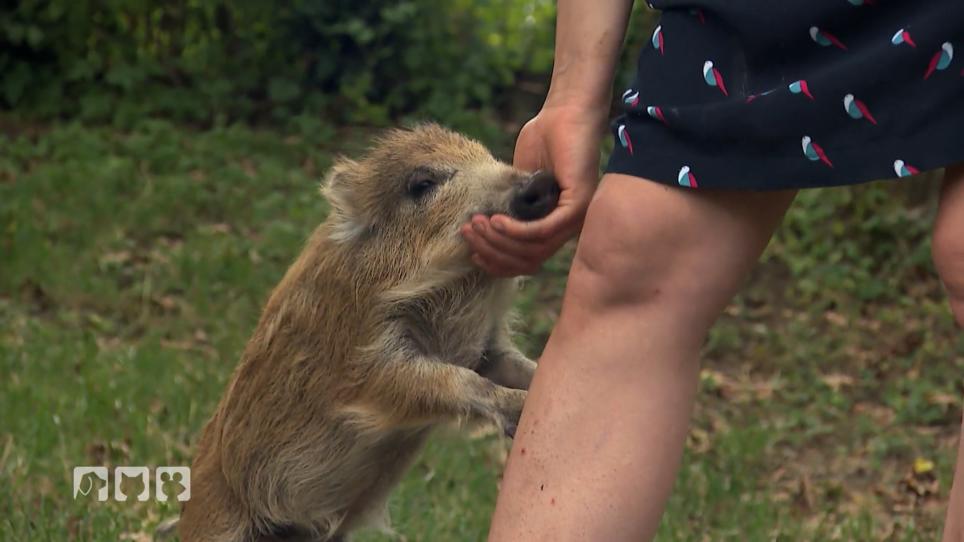 Kann Frank den 2 Wildschwein-Ferkeln helfen? Kann Frank den 2 Wildschwein-Ferkeln helfen?
