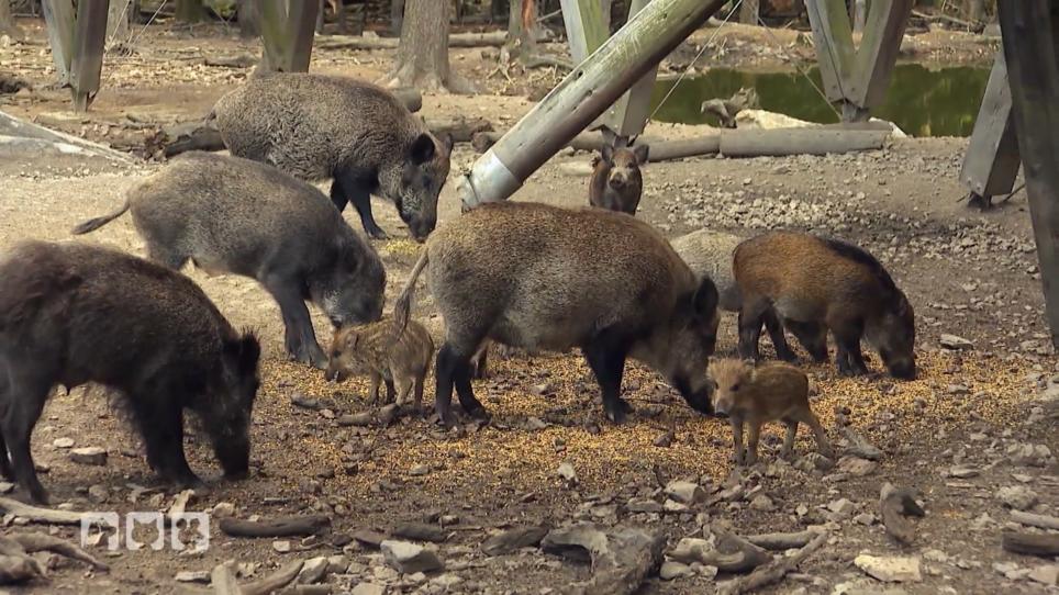 Die Frischlinge sind bei ihrer neuen Familie Die Frischlinge sind bei ihrer neuen Familie
