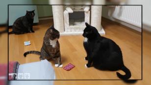 Kater Paulchen nimmt immer weiter zu Kater Paulchen nimmt immer weiter zu