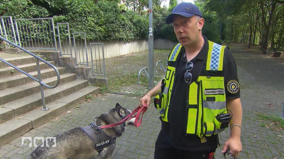 Ein Husky braucht die Hilfe der Tierrettung Ein Husky braucht die Hilfe der Tierrettung