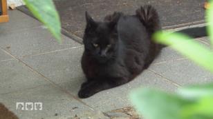 Eine streunernde Katze sorgt für Unbehagen Eine streunernde Katze sorgt für Unbehagen