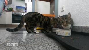 Es gibt mehrere Probleme bei den Katzen Es gibt mehrere Probleme bei den Katzen