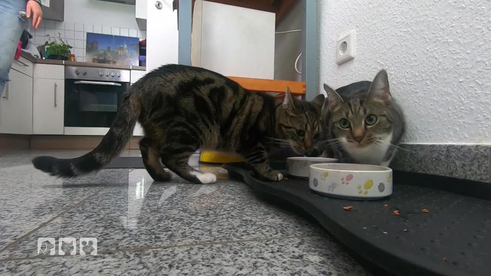 Es gibt mehrere Probleme bei den Katzen Es gibt mehrere Probleme bei den Katzen