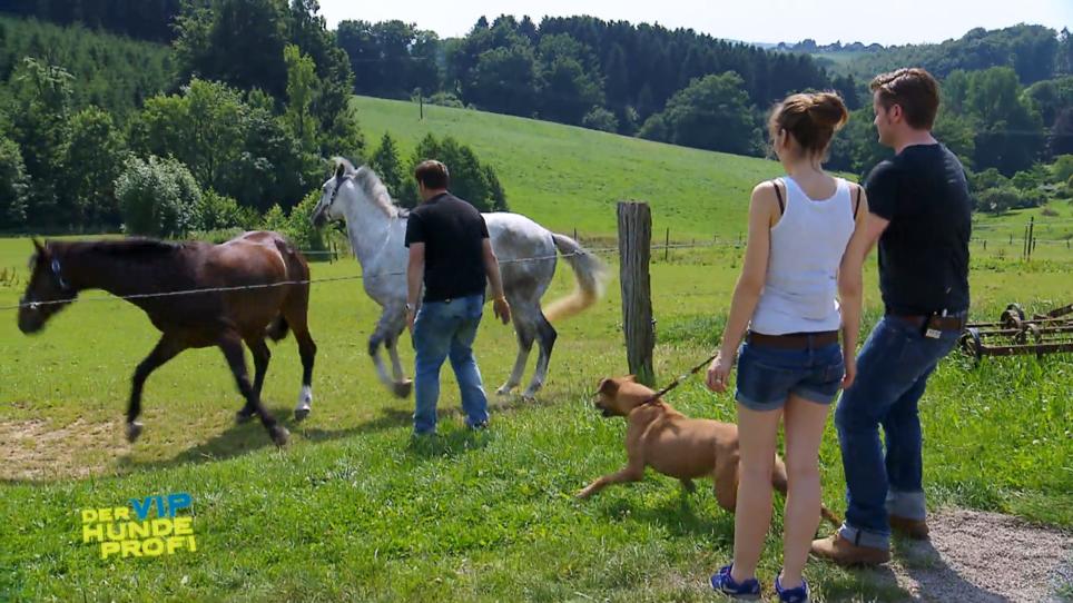 Welches Problem hat Tamu mit Sharis Pferd? Welches Problem hat Tamu mit Sharis Pferd?