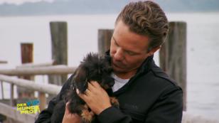 Stefan Mross' Dackeldame Zenzi fällt andere Hunde an Stefan Mross' Dackeldame Zenzi fällt andere Hunde an
