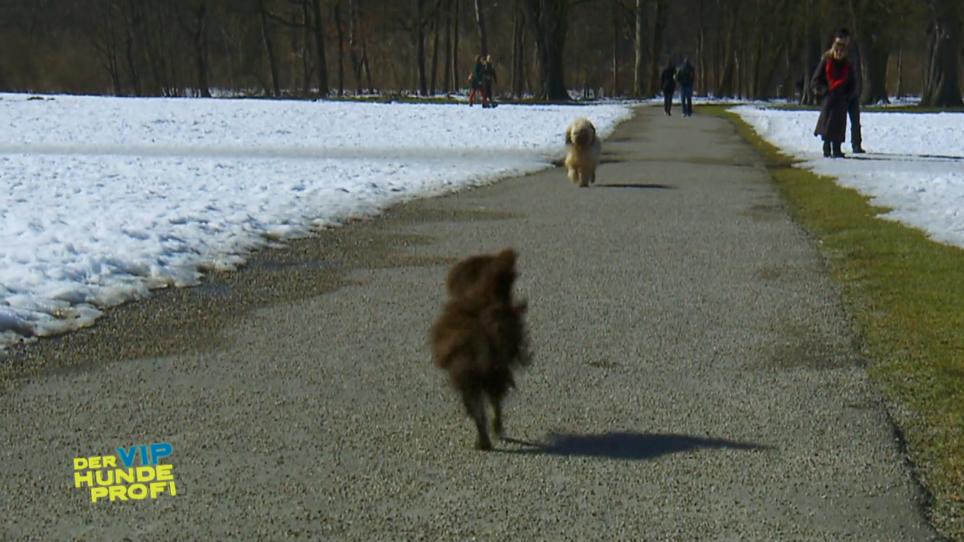 Mit anderen Hunden wird Coco-Salami zur Kampf-Wurst! Mit anderen Hunden wird Coco-Salami zur Kampf-Wurst!