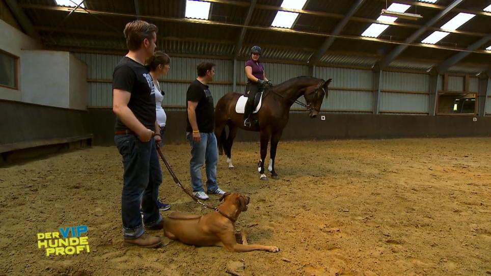 Wie reagiert Tamu auf Pferd mit Reiter? Wie reagiert Tamu auf Pferd mit Reiter?