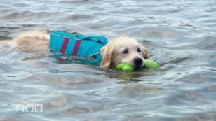 Schwimmwesten für Hunde Schwimmwesten für Hunde