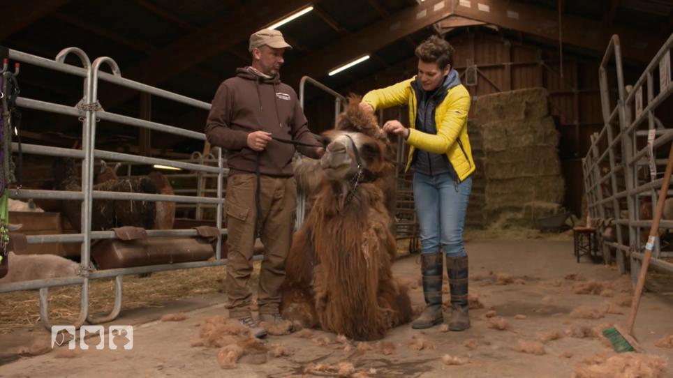 Franzi frisiert ein Kamel Franzi frisiert ein Kamel