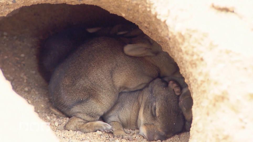Die Dogman retten Kaninchenbabys Die Dogman retten Kaninchenbabys