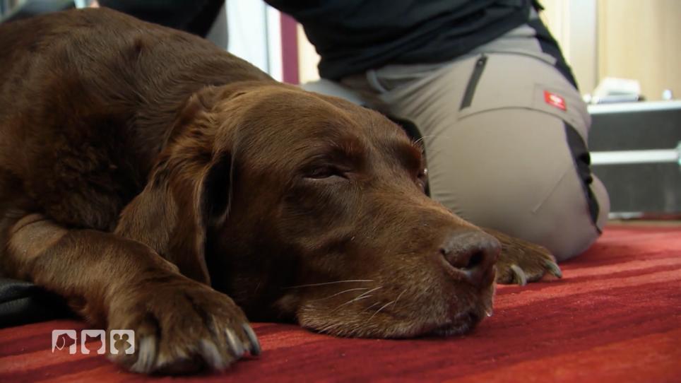 Tierphysiotherapie für Käthe Tierphysiotherapie für Käthe
