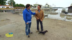 Stefan Mross' Hund Zenzi bellt andere Hunde an Stefan Mross' Hund Zenzi bellt andere Hunde an