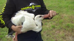 Ein verletzter Storch braucht die Hilfe der "Dogman" Ein verletzter Storch braucht die Hilfe der "Dogman"