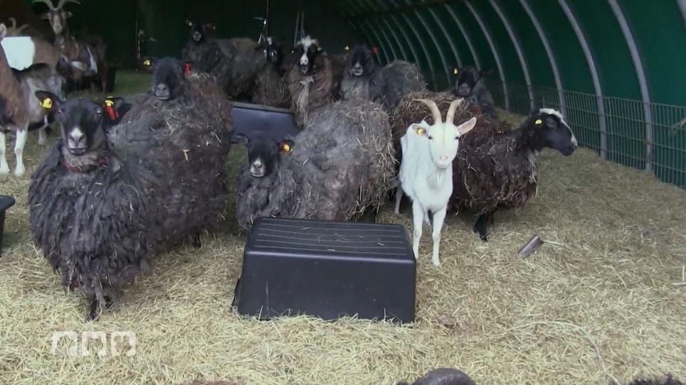 Verwahrloste Tiere gefunden Verwahrloste Tiere gefunden