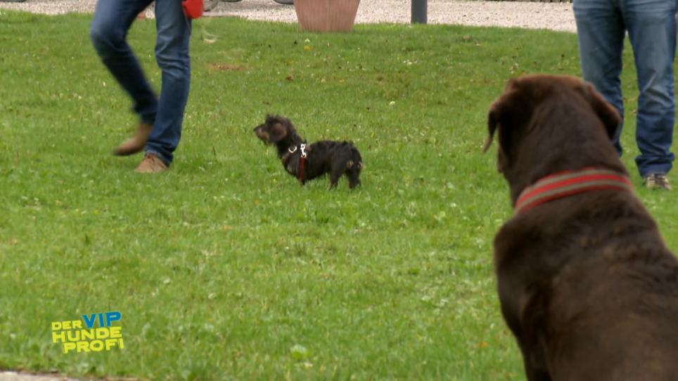 Wie reagiert Zenzi auf den Testhund? Wie reagiert Zenzi auf den Testhund?