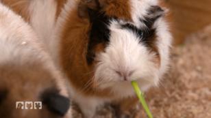 Meerschweinchenstreu im Test Meerschweinchenstreu im Test