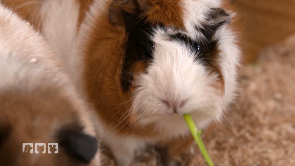 Meerschweinchenstreu im Test Meerschweinchenstreu im Test