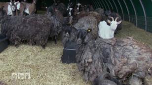 Tierhaltung unter extremen Umständen Tierhaltung unter extremen Umständen