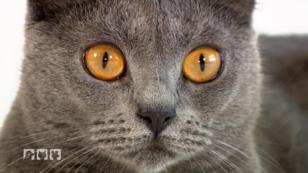 Wissenswertes über die Karthäuser-Katze Wissenswertes über die Karthäuser-Katze