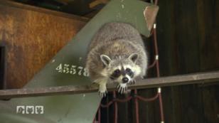 Wildtierrettung in der Nähe von Berlin Wildtierrettung in der Nähe von Berlin