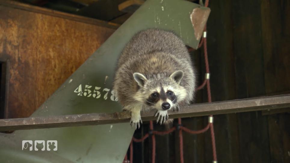 Wildtierrettung in der Nähe von Berlin Wildtierrettung in der Nähe von Berlin
