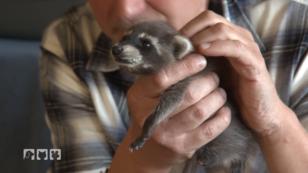 Wildtiere retten ist nicht immer ganz einfach Wildtiere retten ist nicht immer ganz einfach