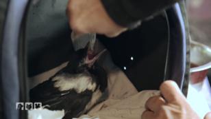 Veterinäramt blockiert Wildtierrettung in Oranienburg Veterinäramt blockiert Wildtierrettung in Oranienburg