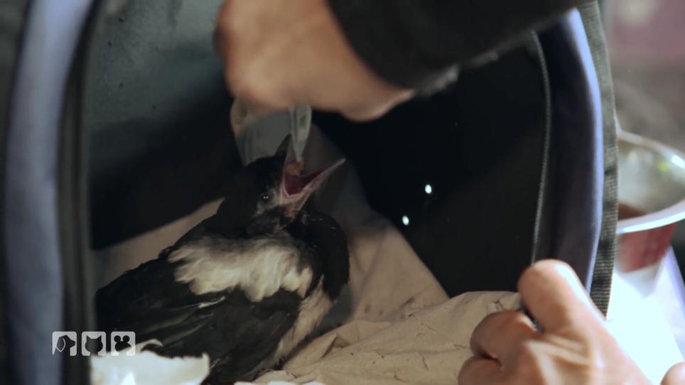 Veterinäramt blockiert Wildtierrettung in Oranienburg Veterinäramt blockiert Wildtierrettung in Oranienburg