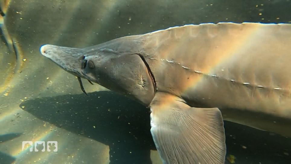 Neuer Teich für Pünktchen gesucht Neuer Teich für Pünktchen gesucht