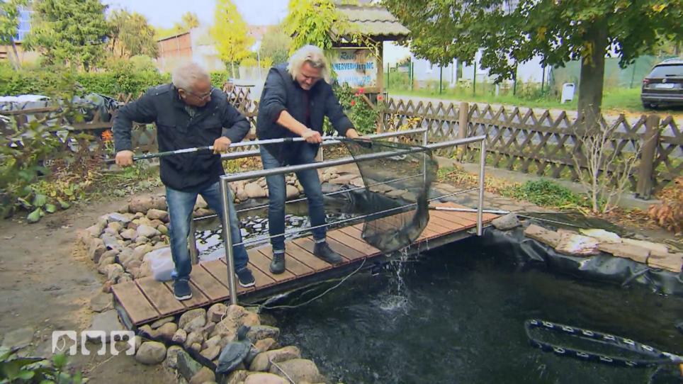 Wie zieht man einen Stör um? Wie zieht man einen Stör um?