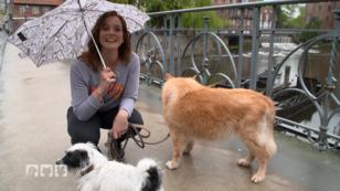 Warum wälzen sich Hunde immer in Kot? Warum wälzen sich Hunde immer in Kot?
