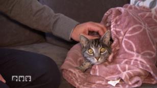 Kater Mio möchte nichts zu sich nehmen Kater Mio möchte nichts zu sich nehmen