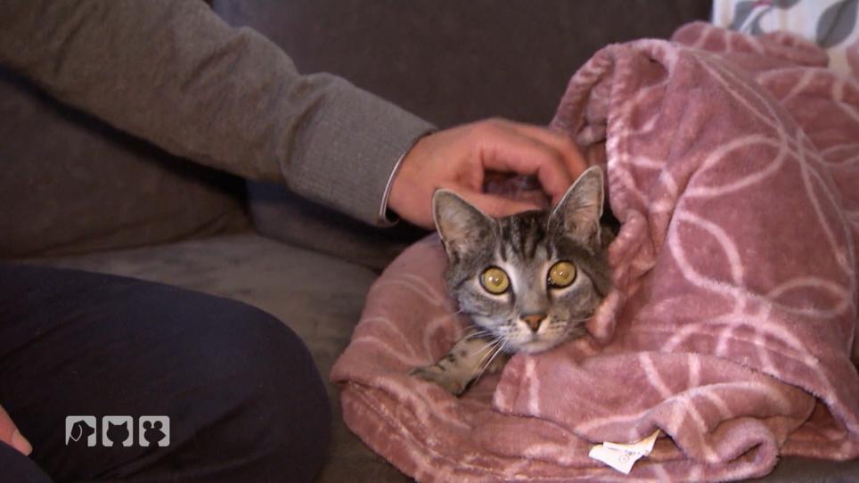Kater Mio möchte nichts zu sich nehmen Kater Mio möchte nichts zu sich nehmen