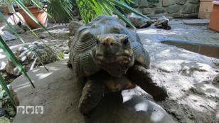 Eine Auffangstation für Schildkröten Eine Auffangstation für Schildkröten