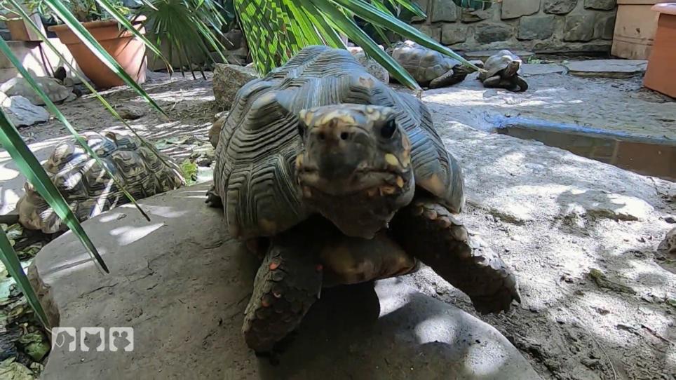Eine Auffangstation für Schildkröten Eine Auffangstation für Schildkröten