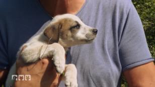 Tierschützer retten Welpen aus dichtem Unterholz Tierschützer retten Welpen aus dichtem Unterholz