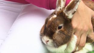Kaninchen Luna hat Augenprobleme Kaninchen Luna hat Augenprobleme
