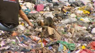Hilfe für Straßenhunde auf einer Mülldeponie Hilfe für Straßenhunde auf einer Mülldeponie