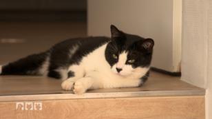 Katzenexpertin hilft bei Sorge um Filou Katzenexpertin hilft bei Sorge um Filou