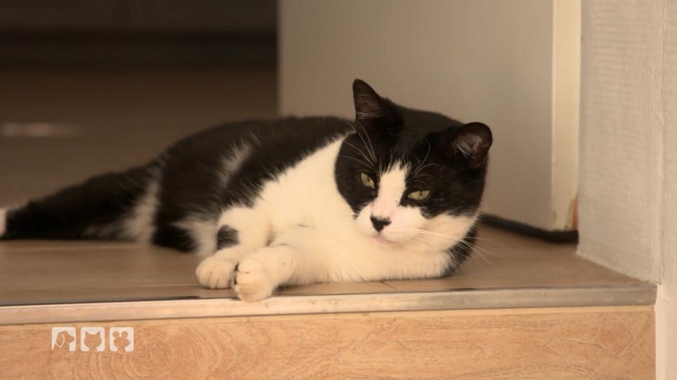 Katzenexpertin hilft bei Sorge um Filou Katzenexpertin hilft bei Sorge um Filou