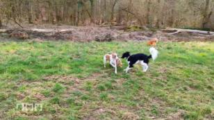 Freundschaft zwischen Hunden Freundschaft zwischen Hunden