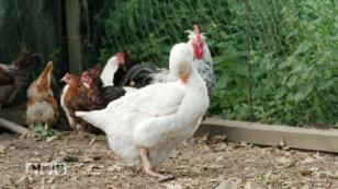"Unsere Gans denkt sie wär ein Huhn" "Unsere Gans denkt sie wär ein Huhn"