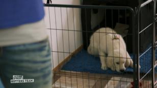 Seven - der neue Therapiehund Seven - der neue Therapiehund