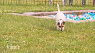 Alles über Jack Russell Terrier Alles über Jack Russell Terrier